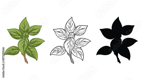 Three different illustrations of basil leaves on a white background