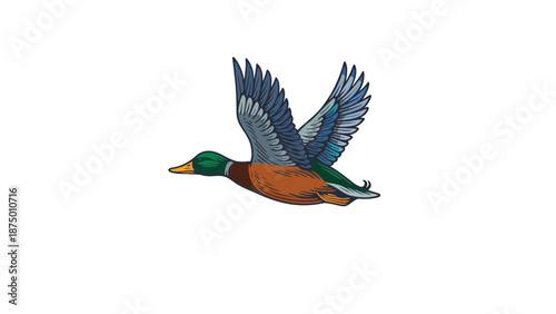 A colorful mallard duck in flight with wings spread wide outdoors