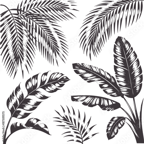 Dark gray tropical palm and banana leaves foliage