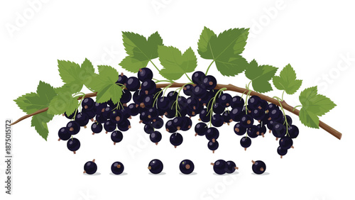 Detailed illustration of a realistic blackcurrant branch with ripe berries and green leaves, isolated on white background.