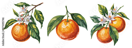 Botanical watercolor illustration of oranges with green leaves and white blossoms. Vector isolated on transparent background.