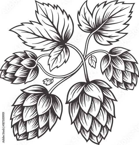 Detailed black and line of hops cones with leaves vine botanical
