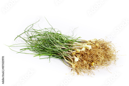 Canvastavla Fresh Scallions with Rootlets and Soil on White Background