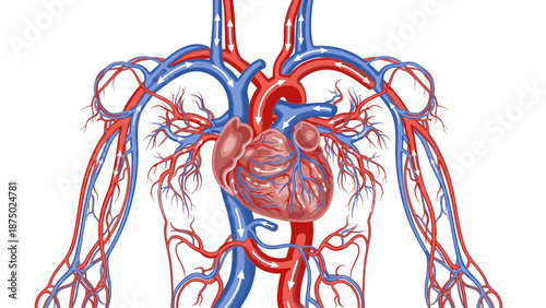 Detailed illustration of the human circulatory system, showcasing the heart and blood vessels with red and blue arteries and veins on a white background.