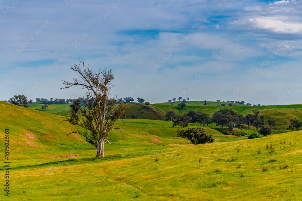 Fototapeta premium Riverina Countryside in Spring – Rolling Hills Under Clouded Skies