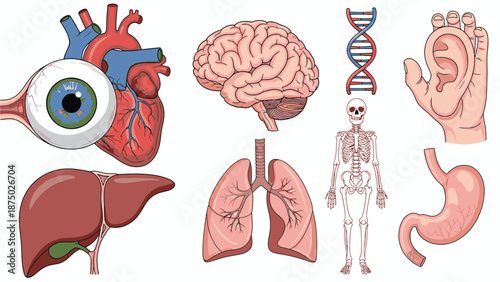 Anatomical illustrations of human organs including the eye, heart, brain, ear, liver, lungs, skeleton, and digestive system with DNA double helix in a medical education setting.