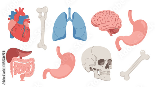 Anatomical illustration of human digestive system organs including the heart, lungs, brain, stomach, intestines, liver, and skeleton on a white background.