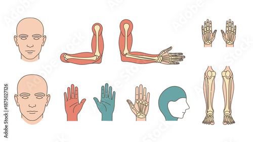 Detailed anatomical illustrations of the human body, focusing on skeletal and muscular systems, particularly the arms, hands, and head, against a clean white background.