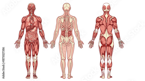 Anatomical illustrations of the human body showcasing skeletal, muscular, and circulatory systems on three transparent figures with a white background.