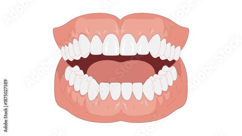 Illustration of a smiling mouth with healthy white teeth, showing a set of upper and lower teeth, against a clean white background.