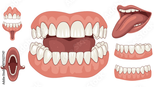 Detailed illustration of human mouth anatomy showing teeth, tongue, and gums from various angles, including a cross-section of the digestive system labeled as sistem pencernaan.