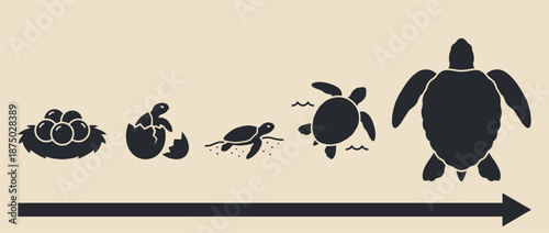 Sea turtle life cycle infographic silhouette vector illustration