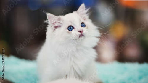 Fotografía Adorable ragdoll kitten looking up while sitting on a soft blanket
