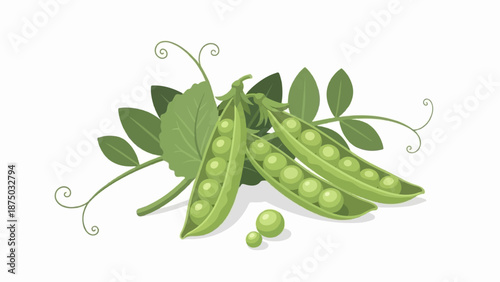 A fresh illustration of open green pea pods with leaves and curling tendrils on a white background