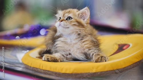 Obraz na plátne Adorable golden british longhair kitten lying on a yellow cushion looking up