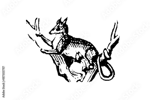 A sarigue opossum with prehensile tail and pointed snout, showing marsupial characteristics for zoological studies and American wildlife documentation, old vintage illustration, 1897.