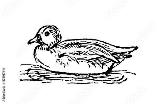 Fotografi Sarcelle teal duck with plumage and compact size, showing waterfowl characteristics for ornithological studies and wetland ecosystem documentation, old vintage illustration, 1897