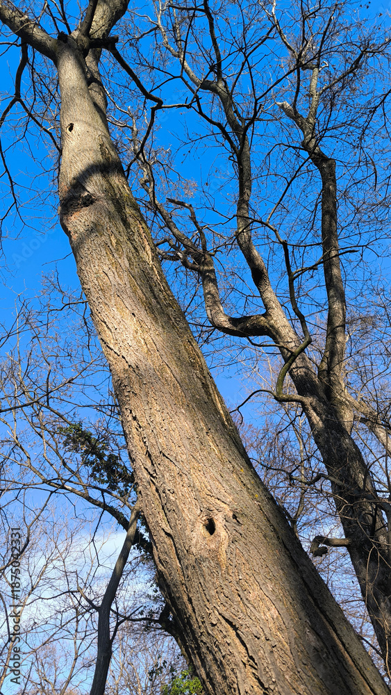 Fototapeta premium bare tree seen from low angle against the blue sky