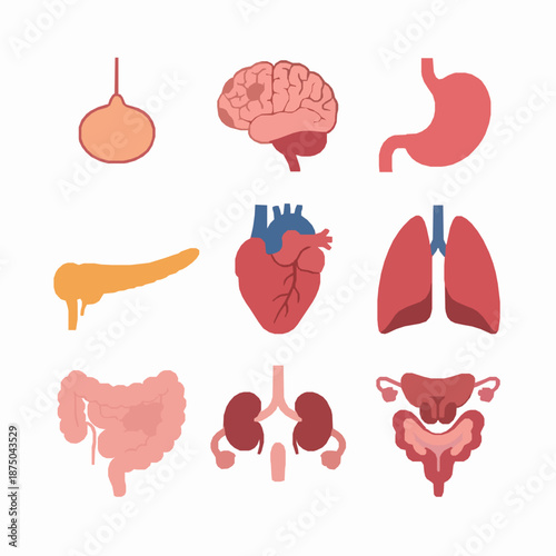 Minimal human internal organs icon set vector illustration isolated on white