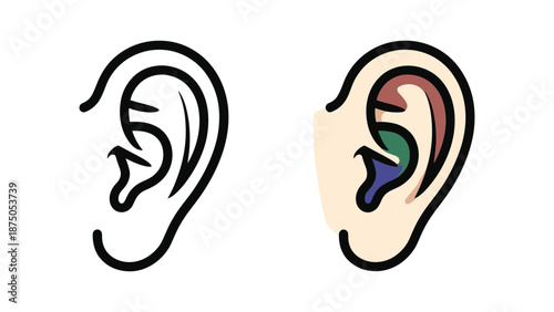 Illustration of human ear anatomy