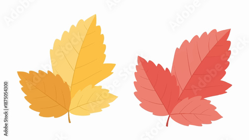An illustration of two stylized autumn leaves, one yellow and one red, isolated on a white background