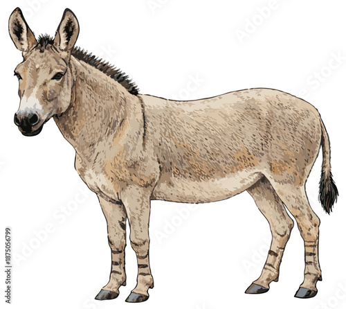 Equus africanus illustration art