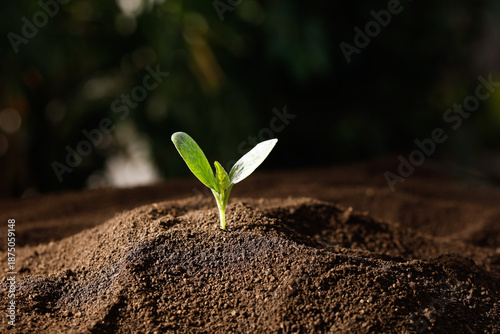 Tableau sur toile Green Seedling Growing in Fertile Soil - New Life and Environmental Growth Conce
