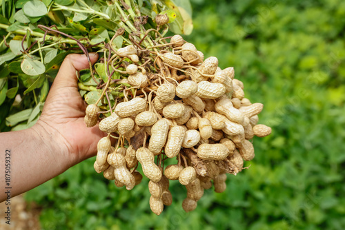 Fresh Harvested Peanuts in Hand - Outdoor Garden Harvest