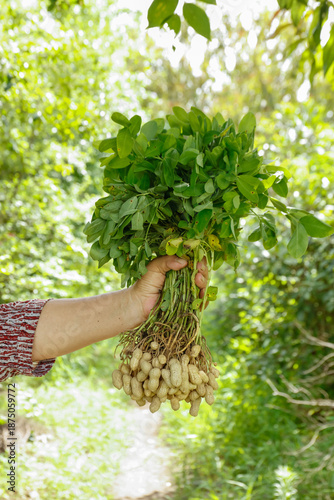 Freshly Harvested Peanuts with Green Foliage at Farm