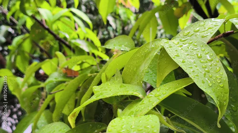 custom made wallpaper toronto digitalClose-up of vibrant foliage with raindrops falling and splashing on leaf surface