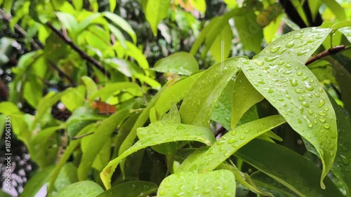 Wallpaper Mural Close-up of vibrant foliage with raindrops falling and splashing on leaf surface Torontodigital.ca