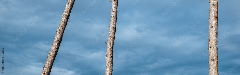 Fototapeta premium Low-angle view of three tall bare tree trunks with rough bark reaching upward against a soft overcast blue sky with subtle clouds