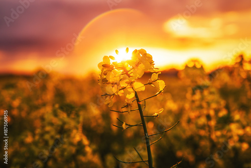 Photos Blooming oilseed rape canola crop plantation field in sunset