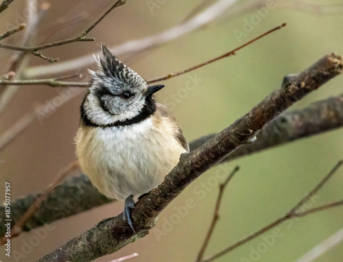 Foto Close up of a crested tit bird in the woodland