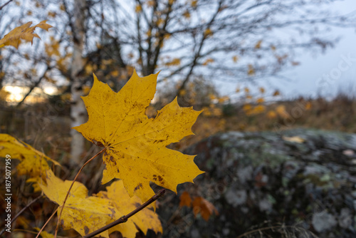 Close-up of a vibrant yellow maple leaf in autumn, with blurred trees and rocks in the background