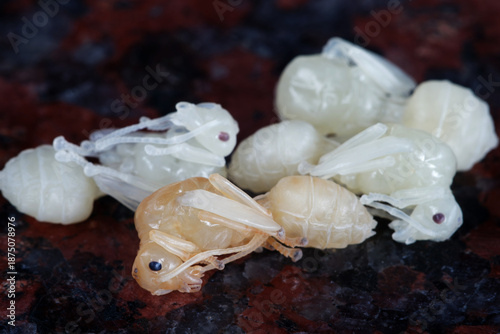 Macro shot of Red ant larvae, the last stage of an ant’s development is the pupae.