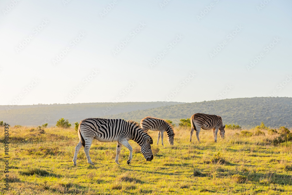 Obraz premium Zebra in Addo Elephant Safari Park