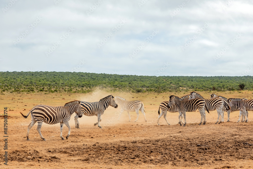 Obraz premium Zebra in Addo Elephant Safari Park