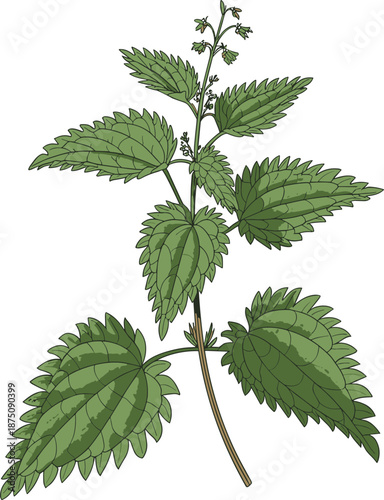 Nettle plant illustration, medicinal herb leaves, stinging nettle botanical drawing, green foliage isolated on white background