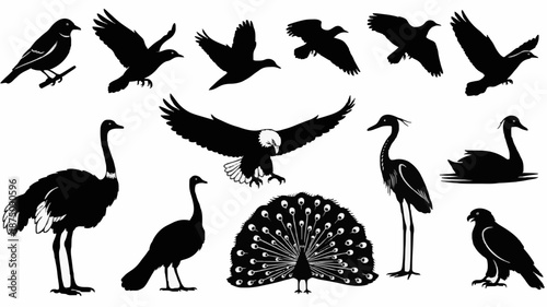 Collection of various bird silhouettes including peacock, swan, and other species on a white background.
