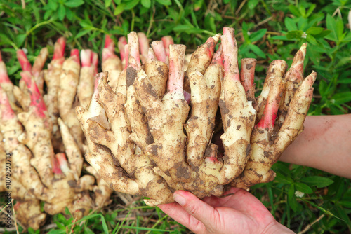 Fresh Shandong Ginger Root Buds - Tender Harvested Roots with Red Shoots