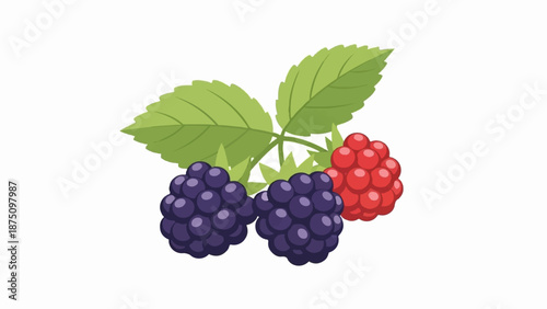 Illustration of two blackberries and one red raspberry with green leaves on white background