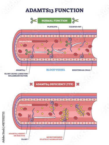 ADAMTS13 function, enzyme cleaves vWF in a blood vessel to limit platelet clumps, deficiency leads to TTP microthrombi. Key objects, platelets, vWF, vessel. Outline diagram