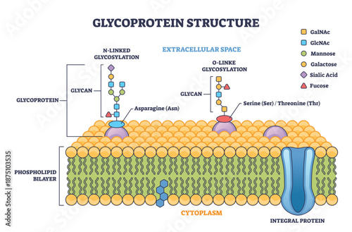 Glycoprotein structure brief diagram shows N- and O-linked glycosylation on the cell membrane, glycan chains, phospholipid bilayer, and membrane proteins stand out. Outline diagram
