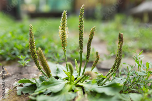 Broadleaf plantain Plantago major as weed on stony ground