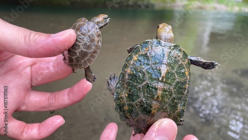 ニホンイシガメ, Mauremys japonica