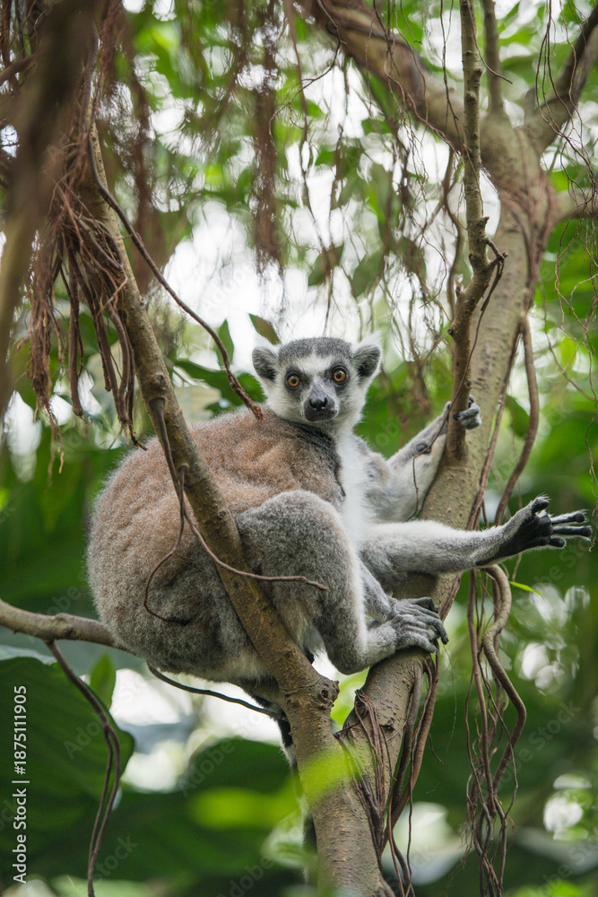 Obraz premium Ring-tailed lemur in natural surroundings, holding ficus tree branches. Detailed fur texture and posture visible, outdoor animal scene with copy space.