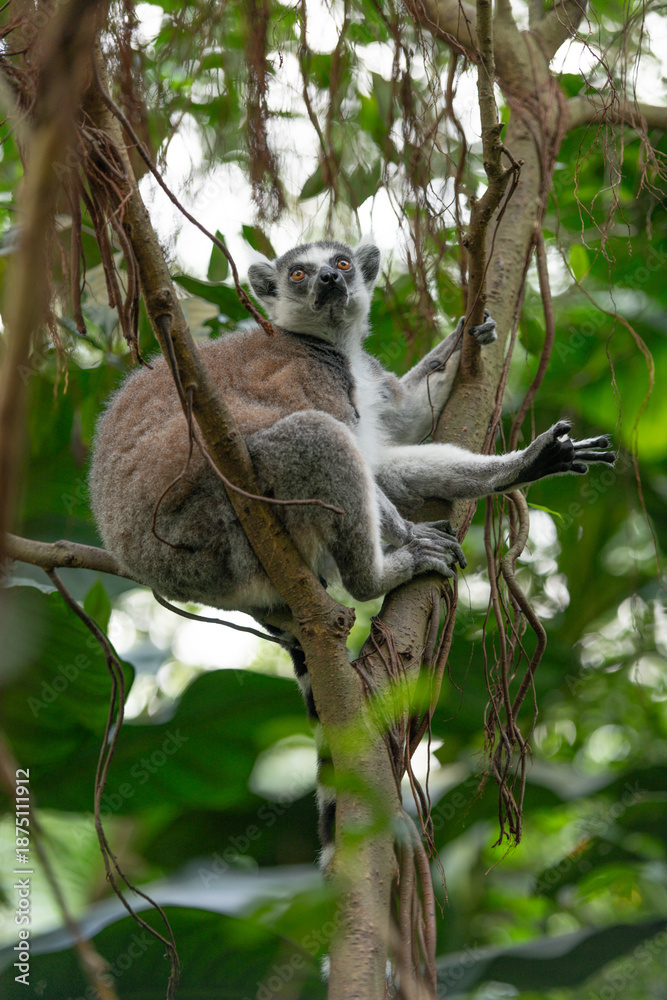 Fototapeta premium Ring-tailed lemur climbing ficus tree branches in lush forest. Primate behavior captured in natural environment, suitable for wildlife and travel visuals.
