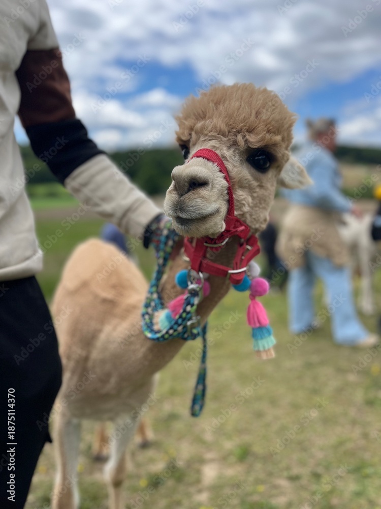 Obraz premium alpaca Pablo