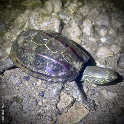 クサガメ, Mauremys reevesii 